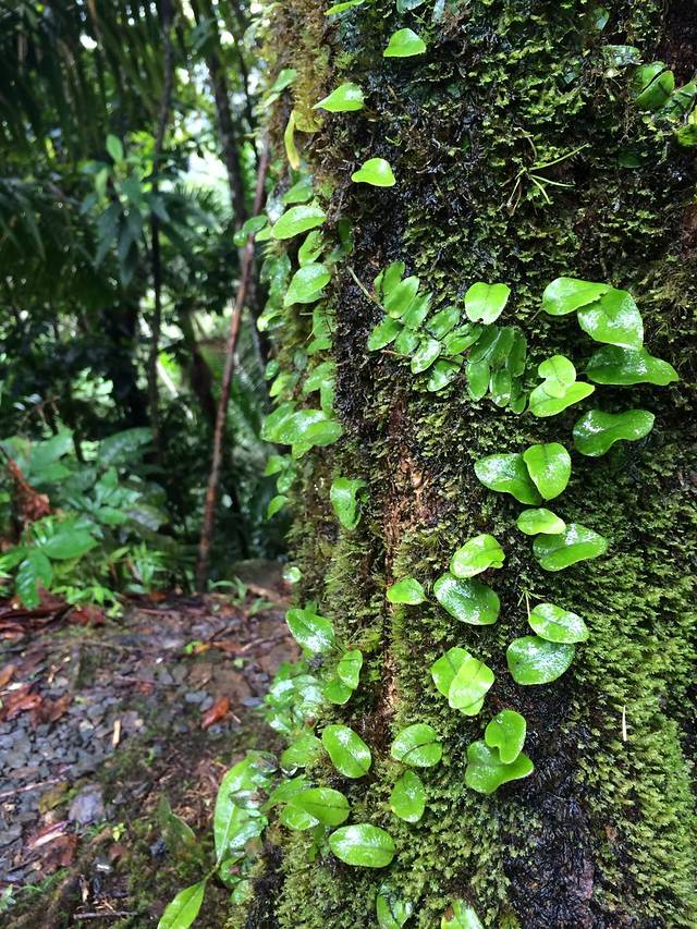 厄尔尼诺云雀国家森林公园