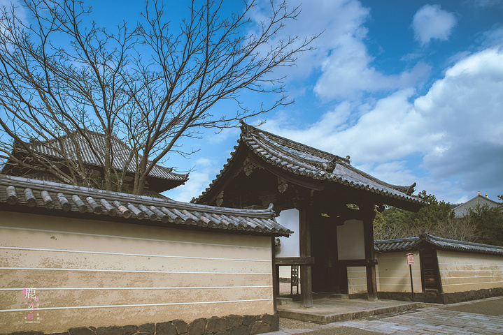 "从东大寺出来，见到如此有爱的一幕，居然来得及拿起相机拍拍拍，感觉大满足！你看看。你看看。你看看_东大寺"的评论图片