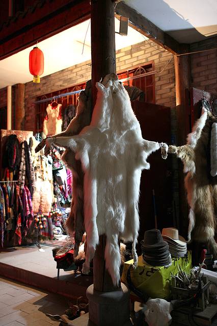 这张藏獒皮不知真假,喊价3千多!