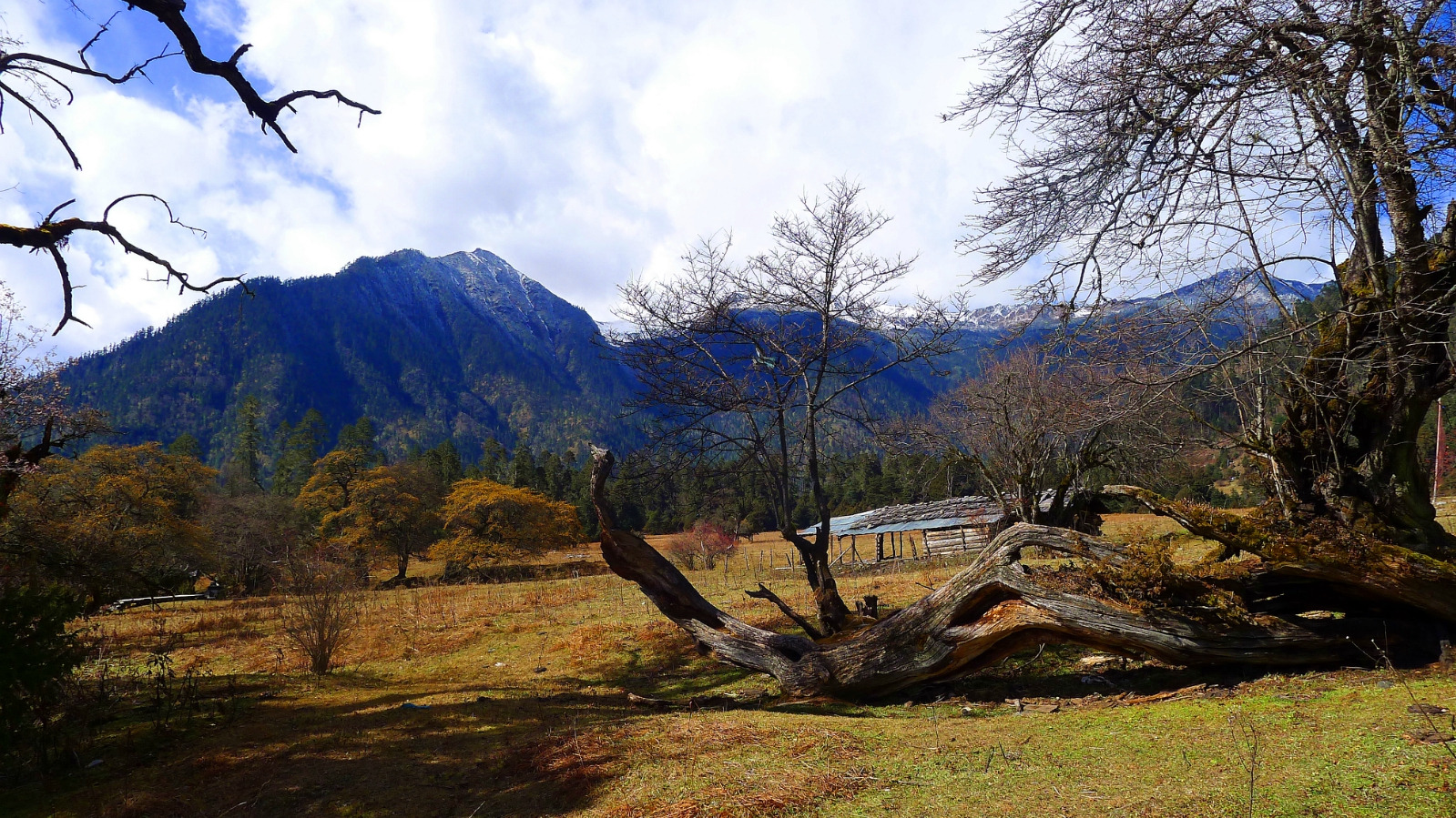 两米云杉多少钱一棵