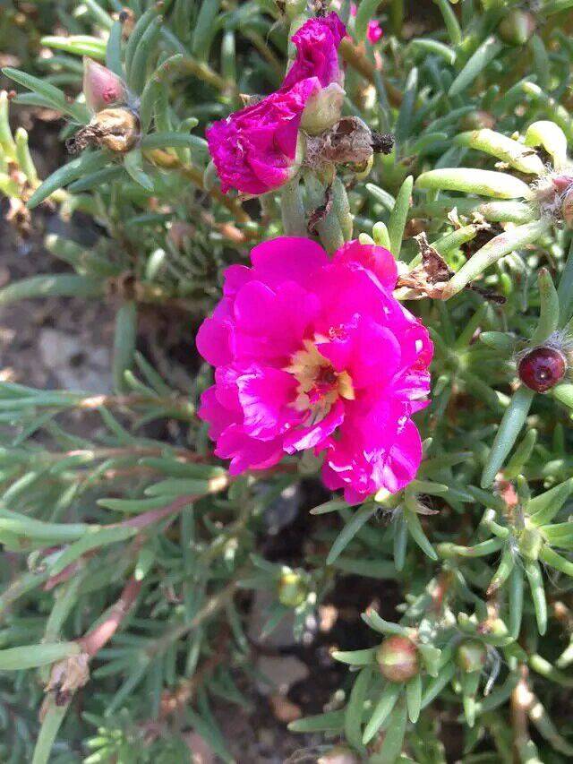 紫云花汐薰衣草庄园