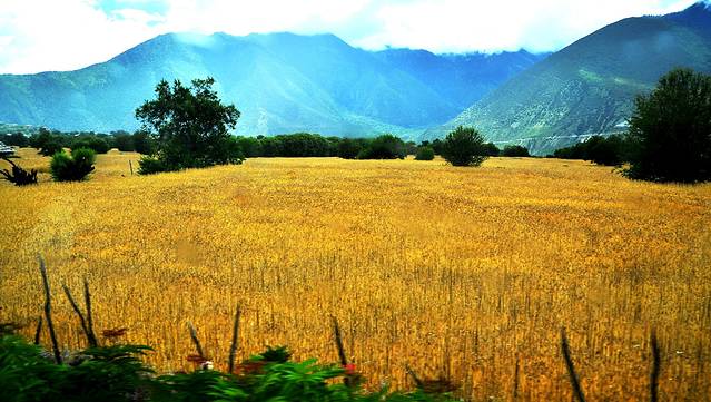 大渡卡古堡遗址