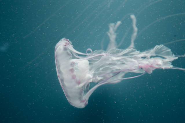 海合安天津极地海洋公园