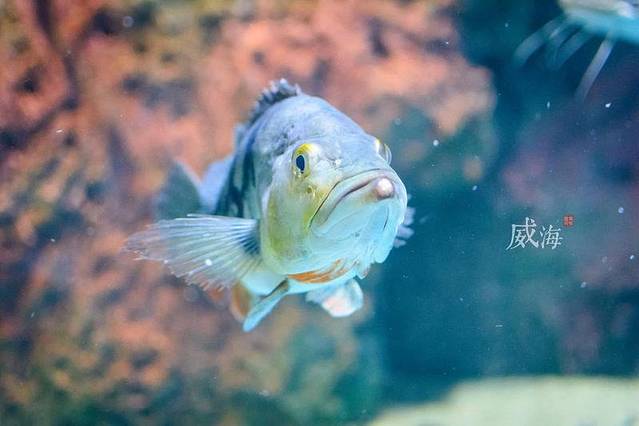 威海神游海洋世界