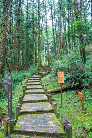 "沿路风景都很原生态，没有太多人迹的感觉，很多路面都长满青苔，快要把路面掩没了。好喜欢_塔山步道"的评论图片