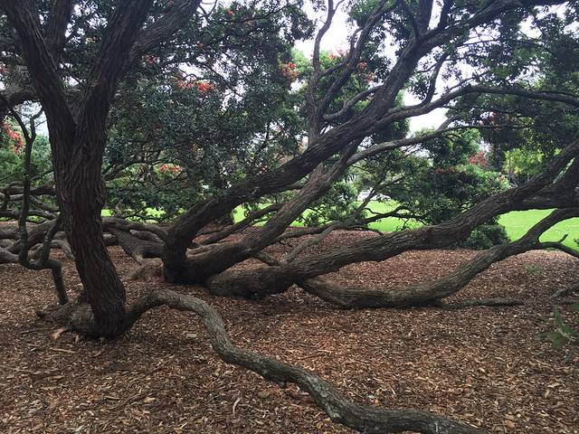 帕内尔玫瑰花园