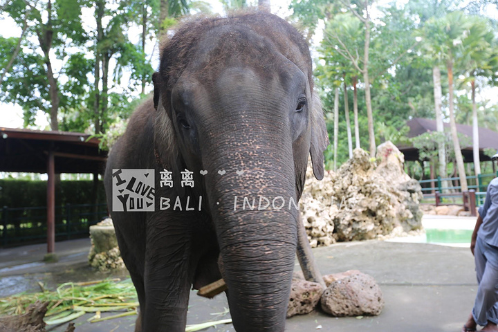 "...游览，以及一些给小象洗澡、给大象喂食等活动，是属于比较轻松的，离离觉得非常适合亲子和家庭过来玩_巴厘岛大象公园"的评论图片