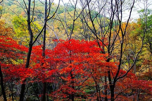 大冰沟国家地质森林公园