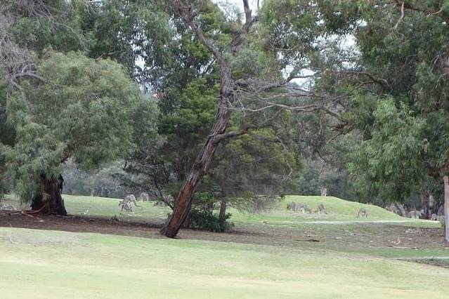Anglesea Golf Club