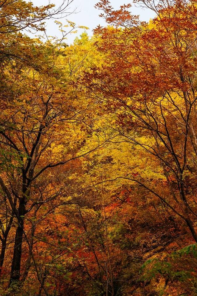 大冰沟国家地质森林公园