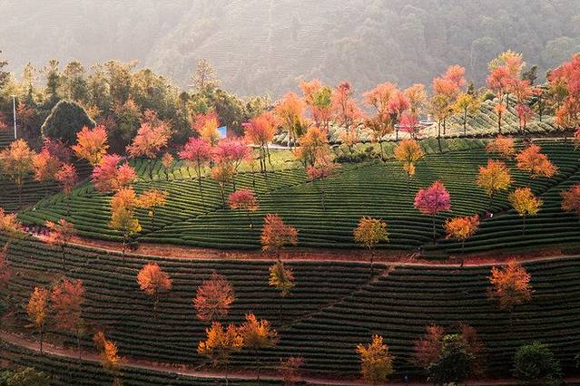 无量山自然风景保护区