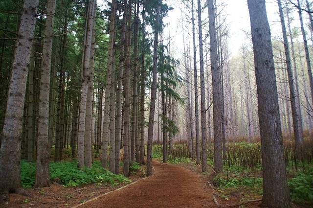 洞爷湖森林公园