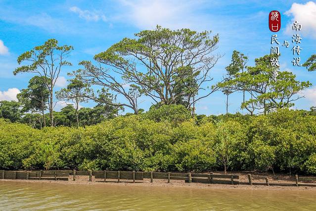 东寨港红树林