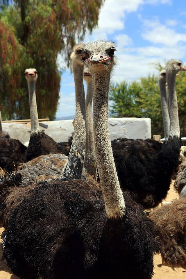 开普角鸵鸟农场