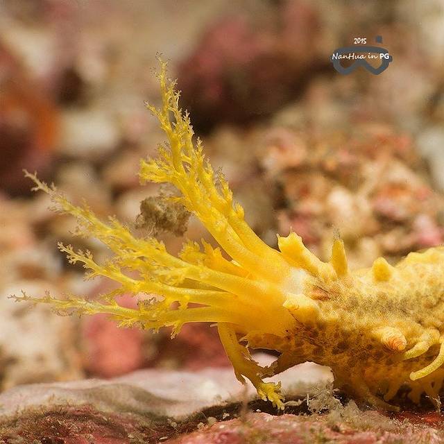 黄色海参伸出长长的口器进食,这幅画面总让人想起科幻电影里那些食人