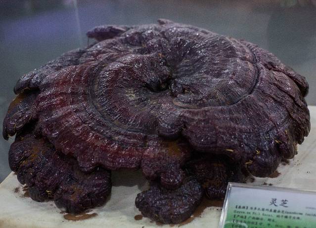 广东中医药博物馆