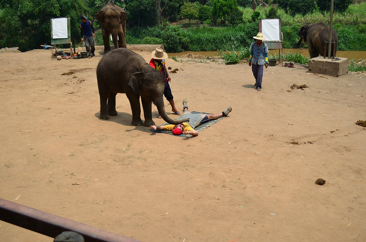 象寶寶對女遊客還好,比較溫柔_泰國大象自然保護公園