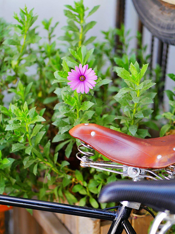 2017洱海是云南最值得去的地方_洱海评论 - 去