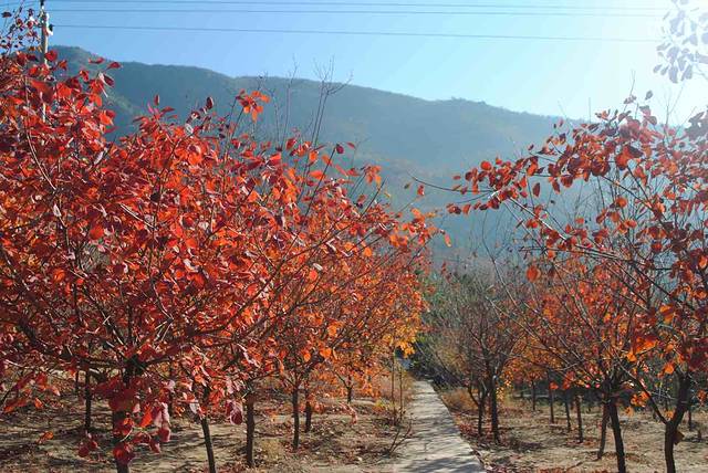 蟒山国家森林公园