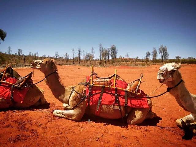 乌鲁鲁骆驼农场