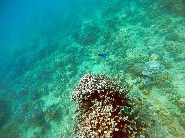 彩虹潜水-芽庄潜水中心