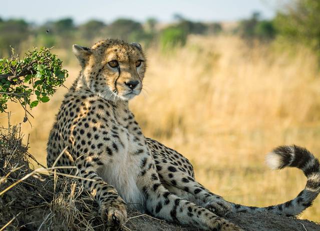 去坦桑尼亚,看非洲大草原最原始的动物世界