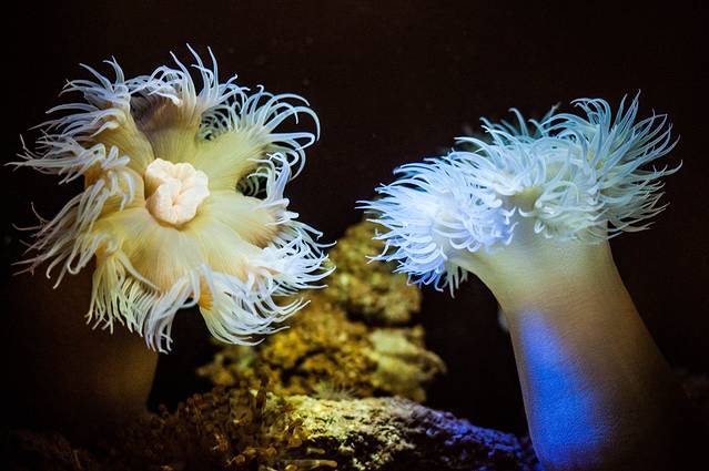 冲绳美丽海水族馆