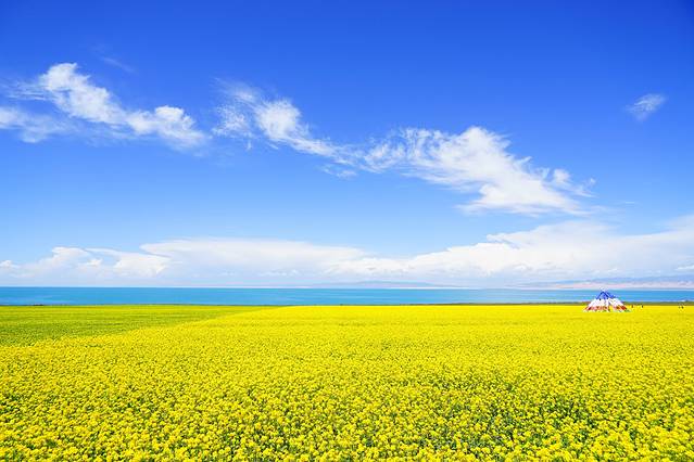 门源百里油菜花海