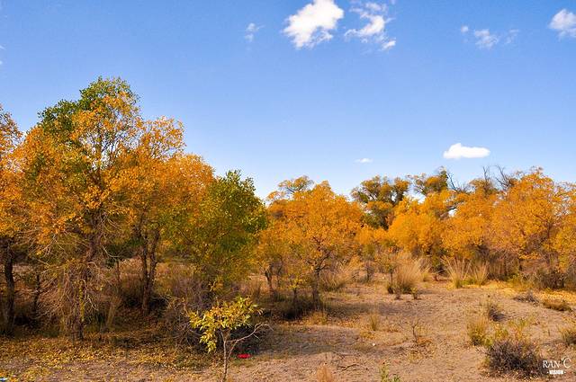 额济纳胡杨林旅游区
