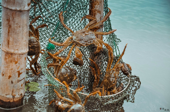 阳澄湖蟹池捕【金澄】蟹图片