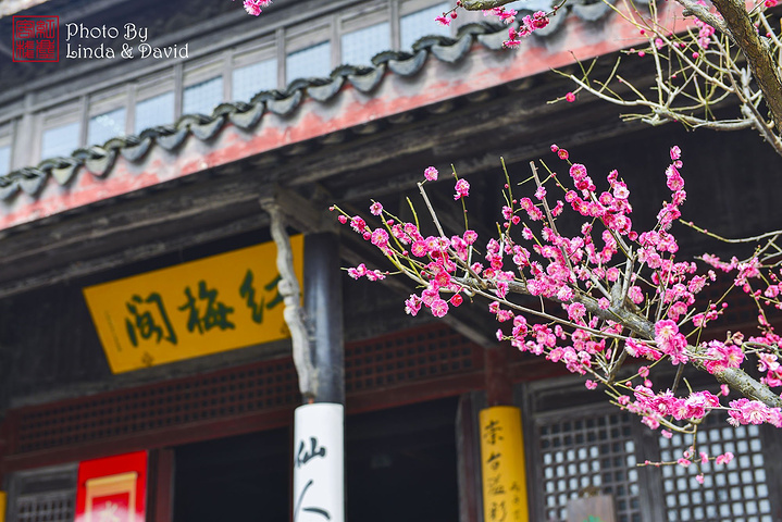 2021红梅阁原先是道教的圣地,因此墙面是黄色的呢,梅花以黄色为背景会显得特别漂亮_红梅阁-评论-去哪儿攻略