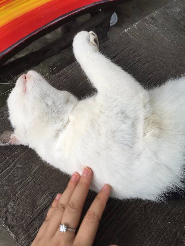 卡塔海景骑大象