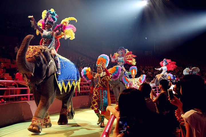 大马戏的表演果然很精彩表演团队很多都是外国人显得特别高大上大人