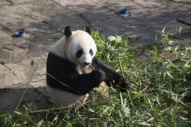 碧峰峡野生动物世界