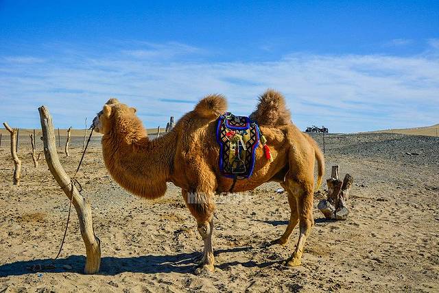 阿拉善沙漠世界地质公园