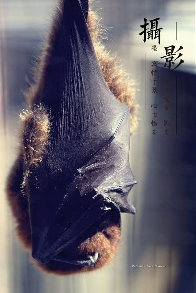 冲绳儿童的世界