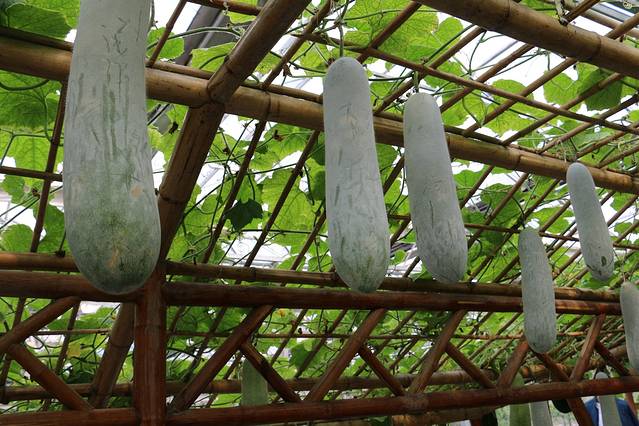 北大荒唐都生态园