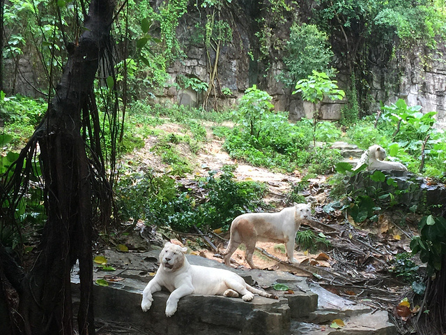 2017今天我们要游玩长隆野生动物世界,下雨天