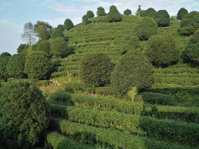 阳朔茶观园景区