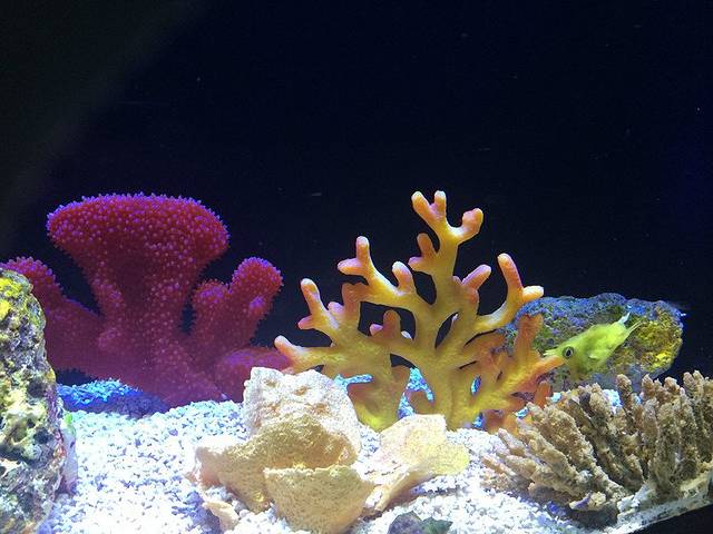 上海海洋水族馆