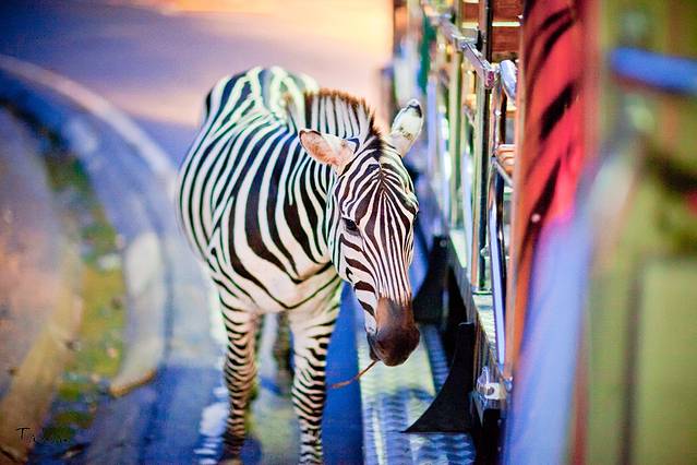 清迈夜间野生动物园