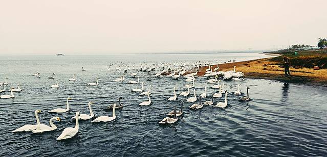 大天鹅国家级自然保护区