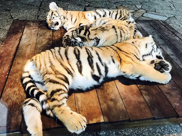 上海野生动物园