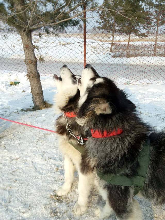 艾思沃德冰雪欢乐岛