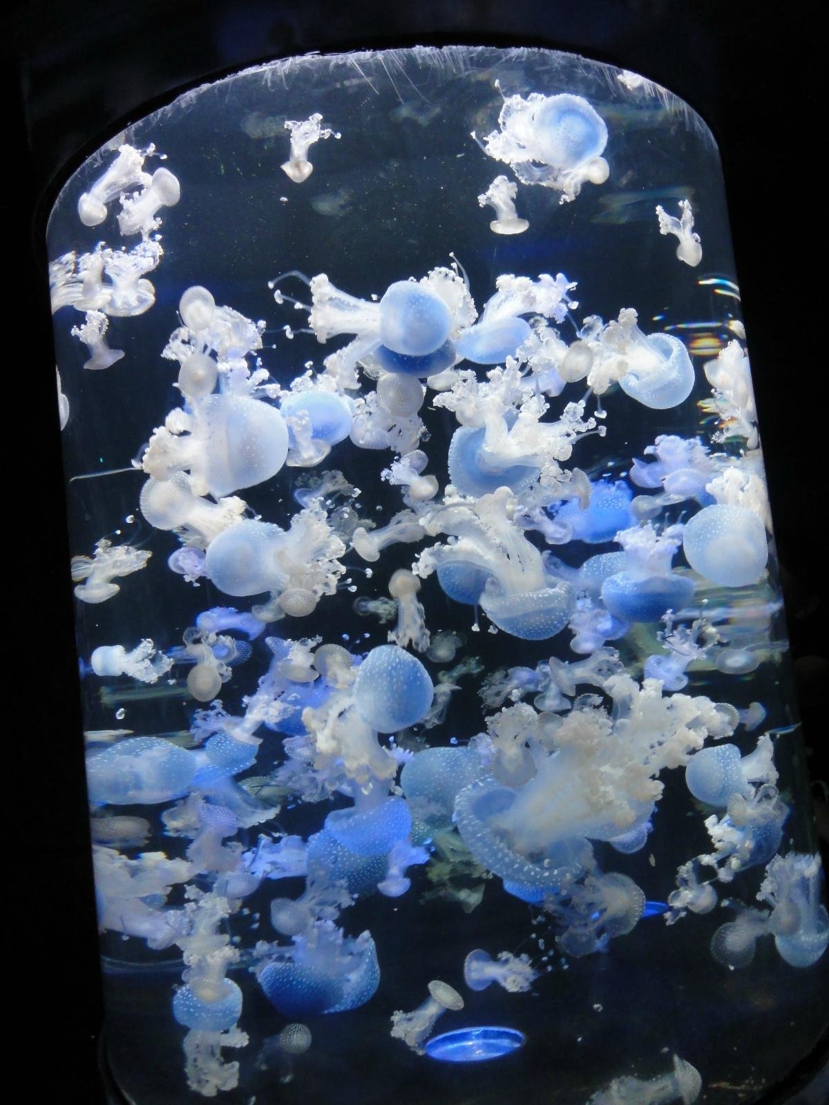 蓝色渐变的样子感觉特别的梦幻就伫立在水母展区的中央好漂亮怎么办看