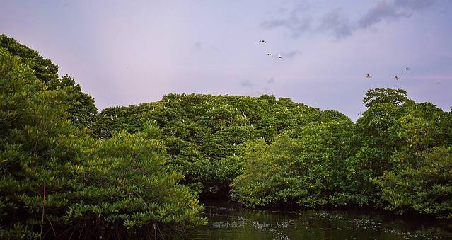 仙本那红树林