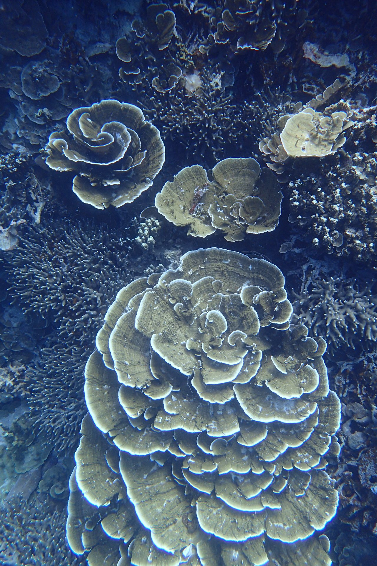 2019玫瑰珊瑚区游玩攻略,本鱼成鱼的眼睛很小位于头部.【去哪儿攻略】