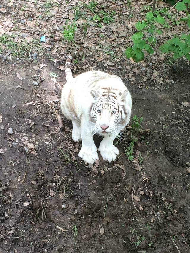 北方森林动物园