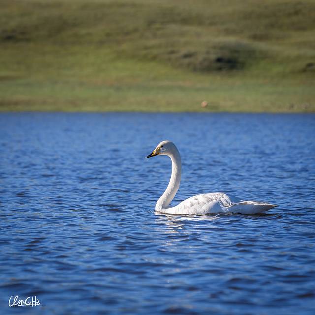 巴音布鲁克景区