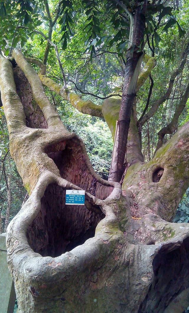 天鹿湖森林公园